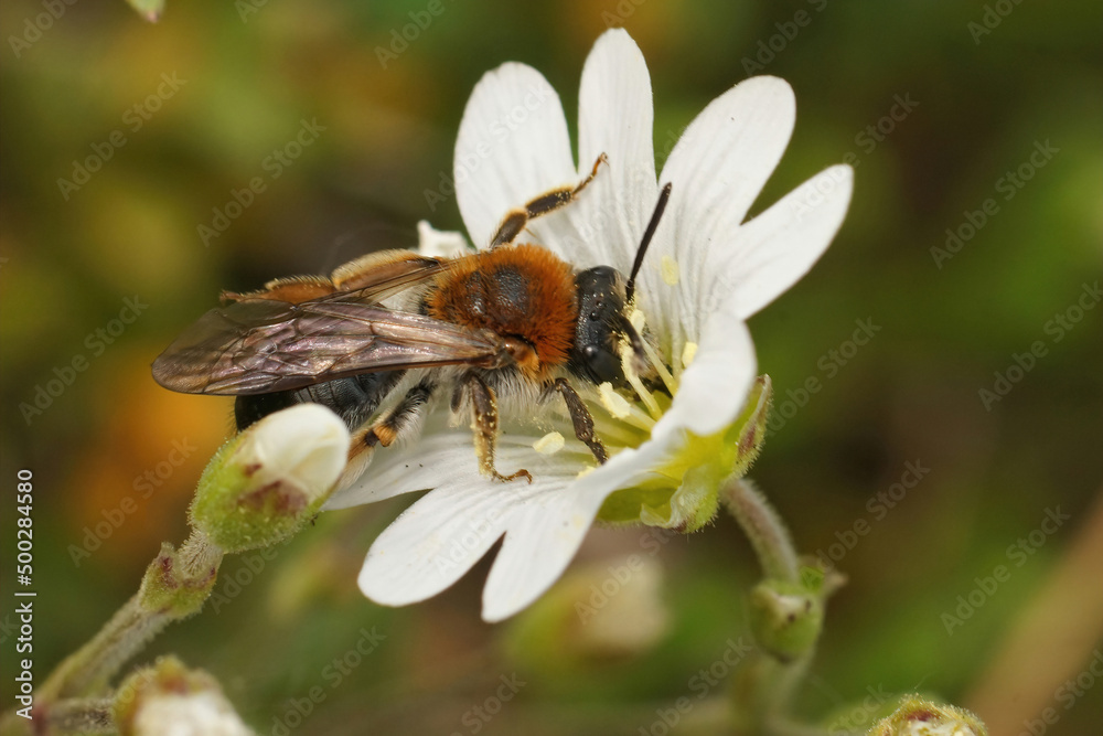 Closeup on a female Orange tailed mining bee, Andrena haemorrhoa, sipping nectar from a white flower