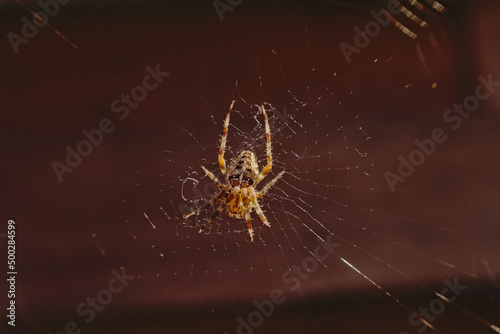 European garden spider, sitting in it`s web