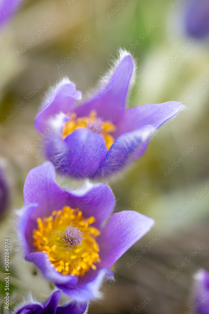 Pasque flower, National park Podyji, Southern Moravia, Czech Republic Pasque flower, National park Podyji, Southern Moravia, Czech Republic