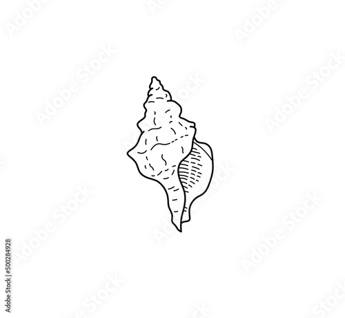 Vector isolated realistic apple murex sea shell contour line drawing. Colorless black and white outline sketch. Long elongated triangular sea snail shell photo