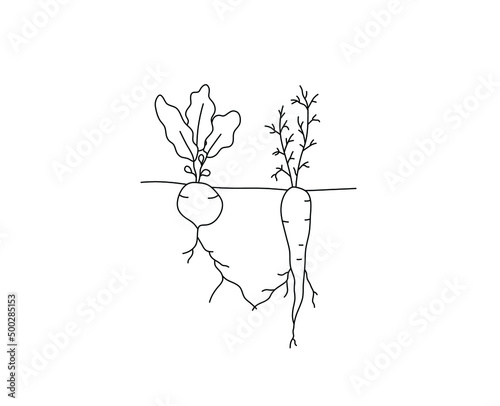 Vector isolated two growing root crops holding each other by their roots colorless black and white contour line drawing