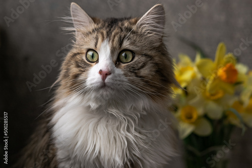 Fototapeta Naklejka Na Ścianę i Meble -  beautiful long-haired cat with a white chest, big green eyes and a pink nose. sits on a background of flowers and looks away. close-up