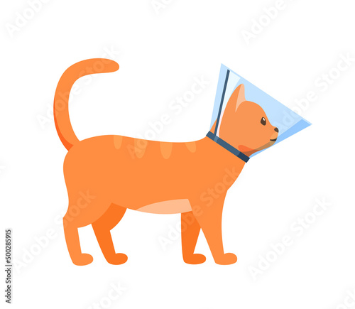 Cat in cone collar, red cat wrapped in Elizabethan collar, protection from licking for pet after treatment, cone of shame, vector