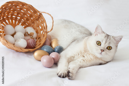 A Scottish cat with an Easter basket.