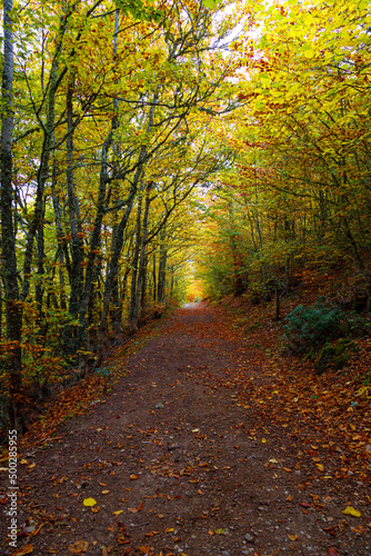 Los colores del otoño © LuisManuel