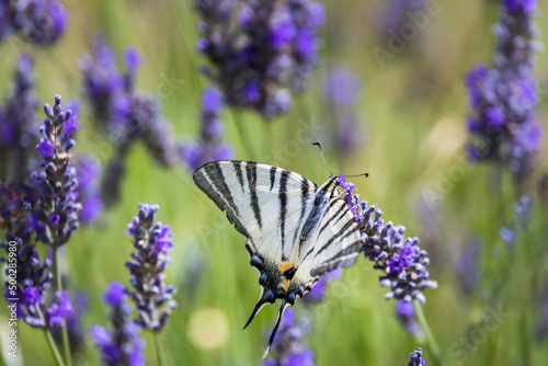 Fennel Swallowtail on lavender, Provence, France