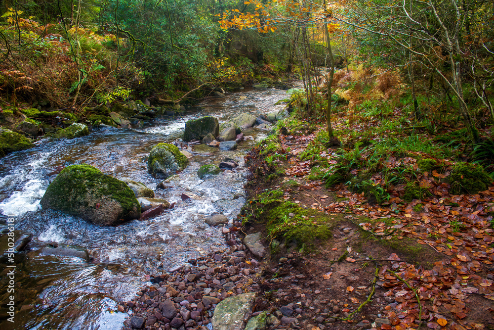 Mountain creek in autumn forest Mountain creek in autumn forest