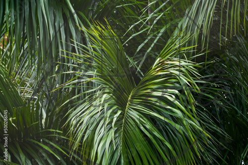 palm tree leaves