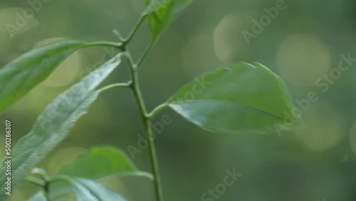 Close-up of the leaves of a young home-grown avocado tree swaying in the wind.