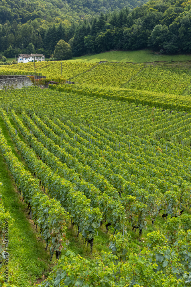 Vineyards near Aigle in canton Vaud, Switzerland