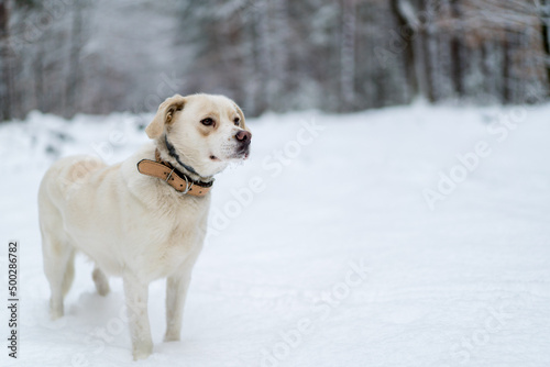 Fototapeta Naklejka Na Ścianę i Meble -  Dog standing in snow, winter forest background, pine trees.