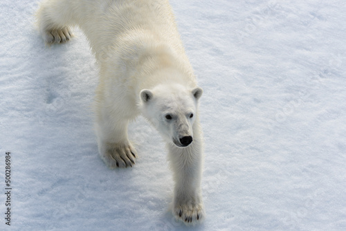 Polar bear (Ursus maritimus) on the pack  ice north of Spitsbergen Island, Svalbard, Norway, Scandinavia, Europe © Alexey Seafarer