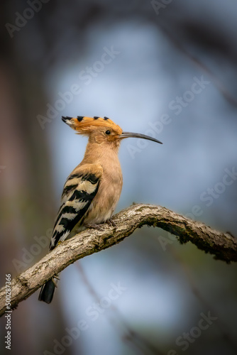 An eurasian hoopoe sitting on a branch in a tree at a sunny day in spring.