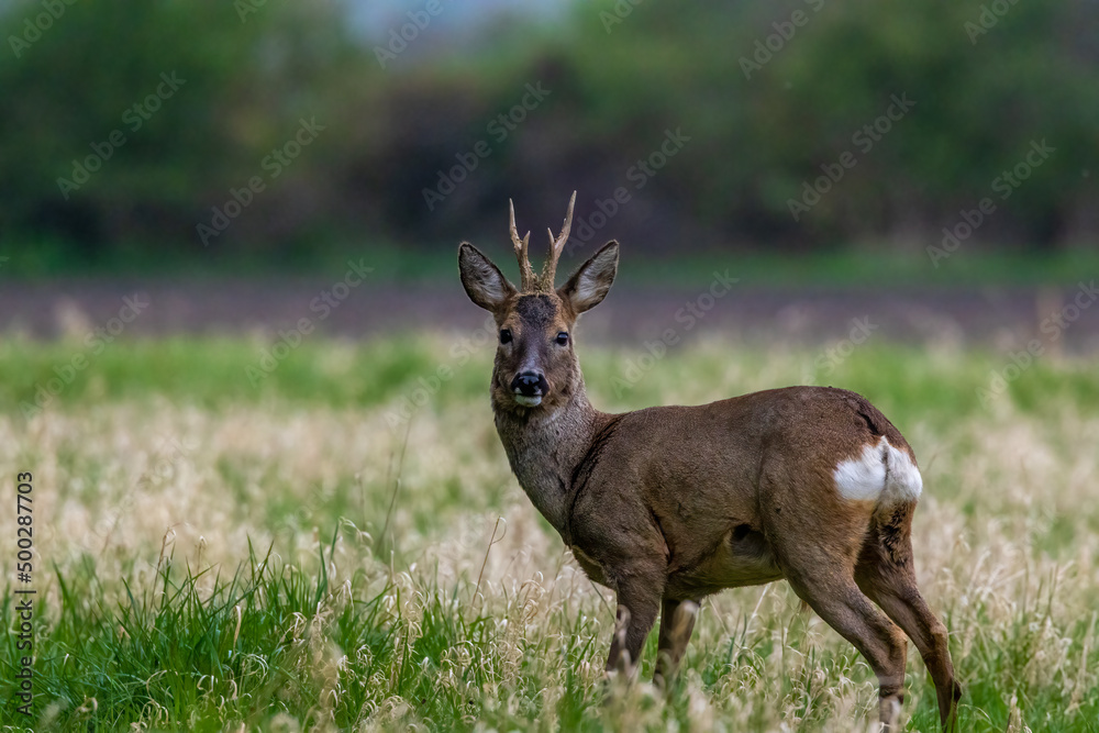 A young roe standing on a way of a forest at a sunnyy day in spring. A young roe standing on a way of a forest at a sunnyy day in spring.