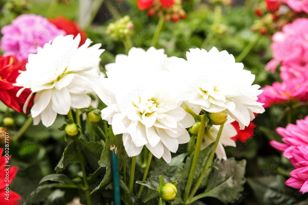 White Chrysanthemum Indicum in the garden White Chrysanthemum Indicum in the garden