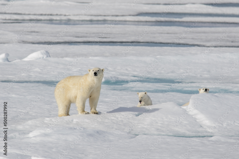 Wild polar bear (Ursus maritimus) mother and cub on the pack ice Wild polar bear (Ursus maritimus) mother and cub on the pack ice