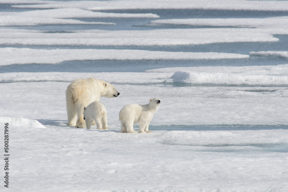 Wild polar bear (Ursus maritimus) mother and cub on the pack ice Wild polar bear (Ursus maritimus) mother and cub on the pack ice
