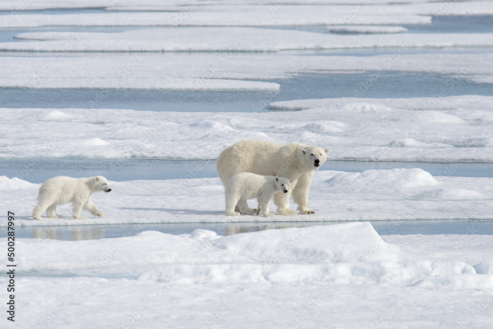 Wild polar bear (Ursus maritimus) mother and cub on the pack ice Wild polar bear (Ursus maritimus) mother and cub on the pack ice