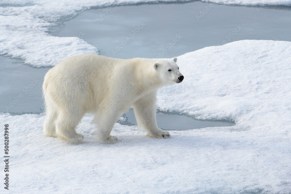 Wild polar bear on pack ice in Arctic Wild polar bear on pack ice in Arctic