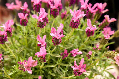 Lavandula Stoechas plant in the garden