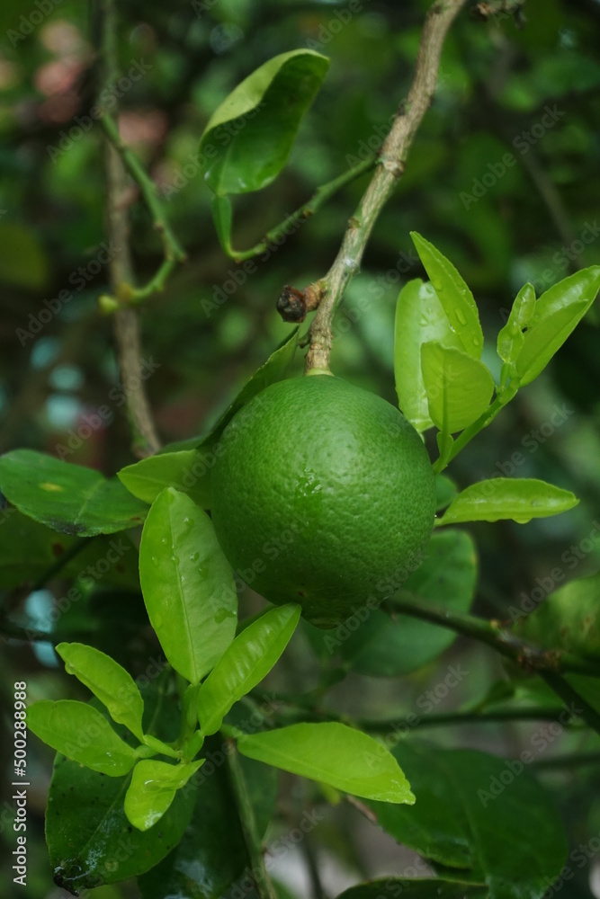 lemon on tree