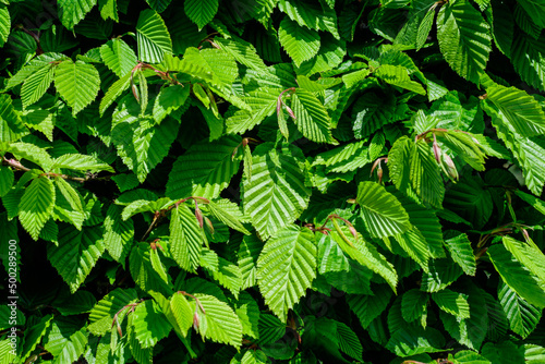 Textured natural background of many green leaves of Elm tree growing in a hedge or hedgerow in sunny spring garden.
