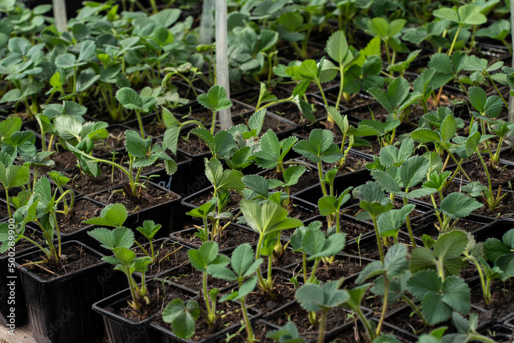 strawberry seedlings in spring for the garden
strawberry seedlings in spring for the garden