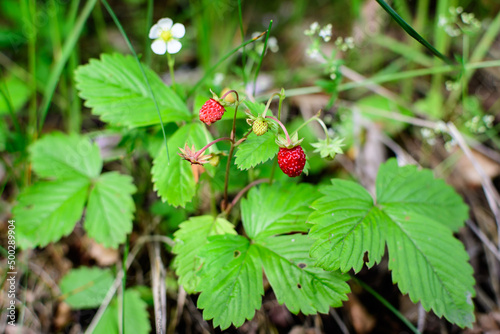 Small wild red strawberry plant and fruits in a forest in a sunny summer day