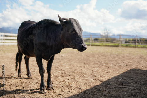 Black cow standing on dry field, fence in background, closeup detail