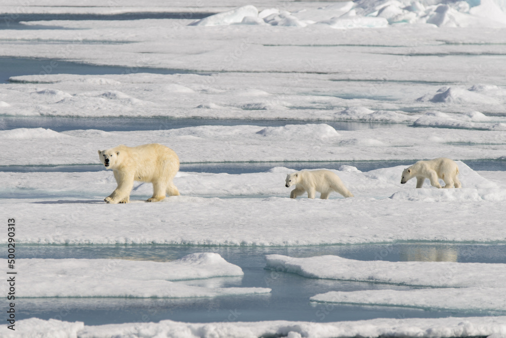Polar bear mother (Ursus maritimus) and twin cubs on the pack ice, north of Svalbard Arctic Norway - obrazy, fototapety, plakaty 