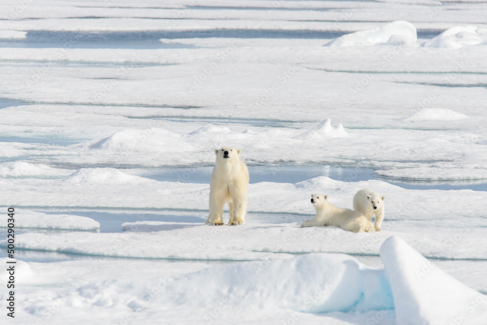Polar bear mother (Ursus maritimus) and twin cubs on the pack ice, north of Svalbard Arctic Norway Polar bear mother (Ursus maritimus) and twin cubs on the pack ice, north of Svalbard Arctic Norway