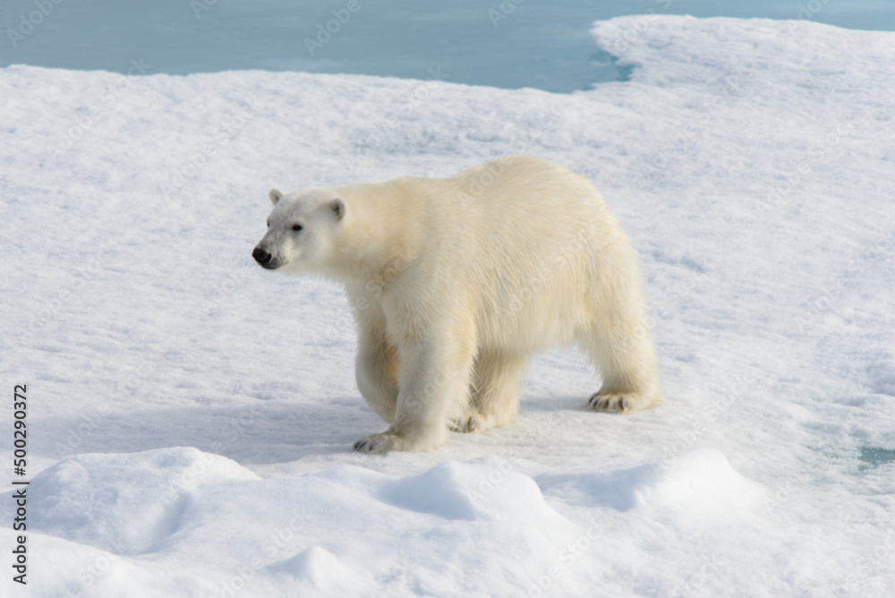 Polar bear (Ursus maritimus) on the pack ice north of Spitsbergen Island, Svalbard with reflection Polar bear (Ursus maritimus) on the pack ice north of Spitsbergen Island, Svalbard with reflection