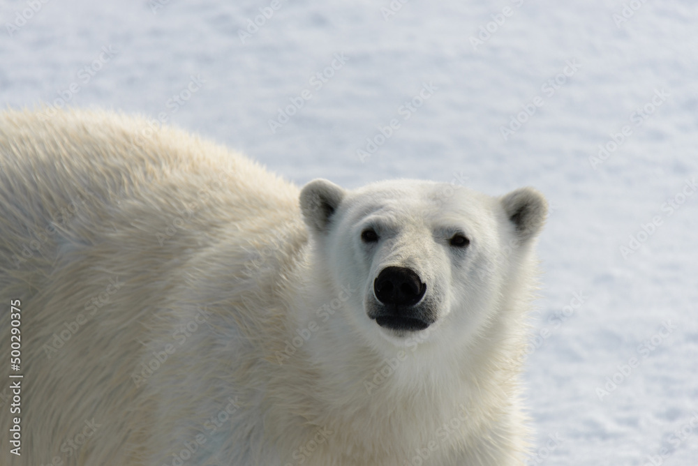 Polar bear (Ursus maritimus) on the pack  ice north of Spitsbergen Island, Svalbard, Norway, Scandinavia, Europe