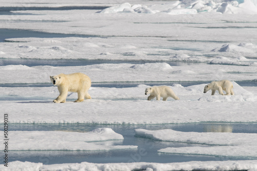 Polar bear mother (Ursus maritimus) and twin cubs on the pack ice, north of Svalbard Arctic Norway photo
