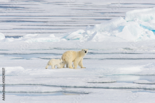 Polar bear mother (Ursus maritimus) and twin cubs on the pack ice, north of Svalbard Arctic Norway photo