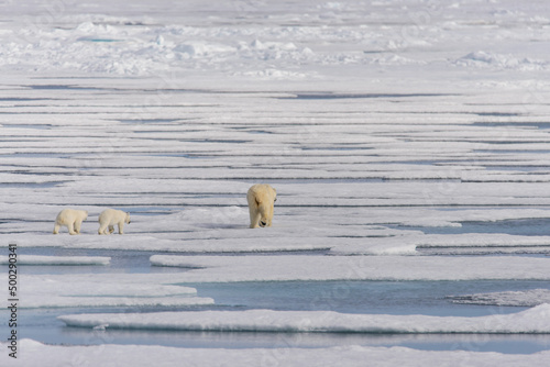 Polar bear mother (Ursus maritimus) and twin cubs on the pack ice, north of Svalbard Arctic Norway photo