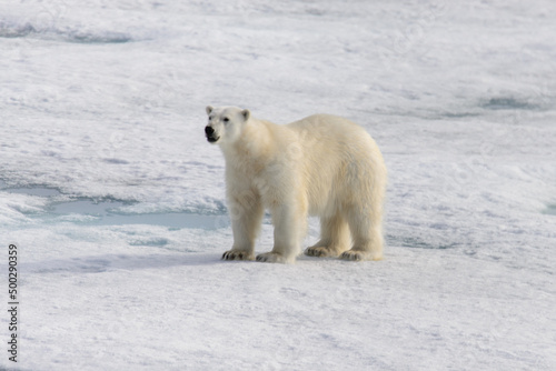 Polar bear  Ursus maritimus  on the pack  ice north of Spitsbergen Island  Svalbard  Norway  Scandinavia  Europe