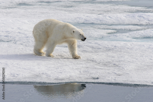 Polar bear  Ursus maritimus  on the pack  ice north of Spitsbergen Island  Svalbard with reflection