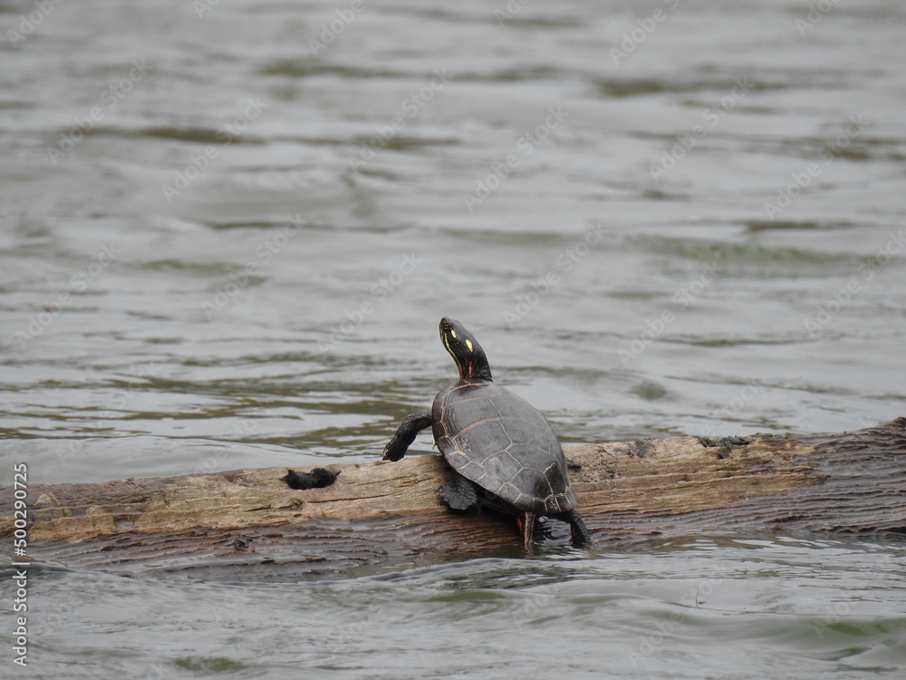 Fototapeta premium Eastern painted turtle basking on a floating log in Lake Marburg, Codorus State Park, York County, Hanover, Pennsylvania.