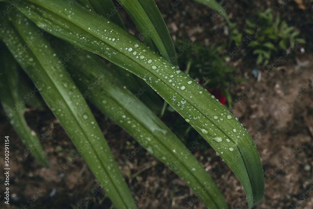 rain drops on a leaf rain drops on a leaf