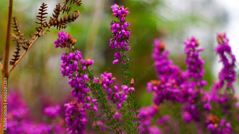 Obraz premium Macro de fleurs de bruyère sauvages, sur un fond verdoyant