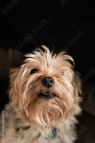 Cute dog