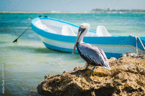 Pelican sitting on a stone. View of old boats in the ocean in Playa Akumal, Mexico Yucatan photo