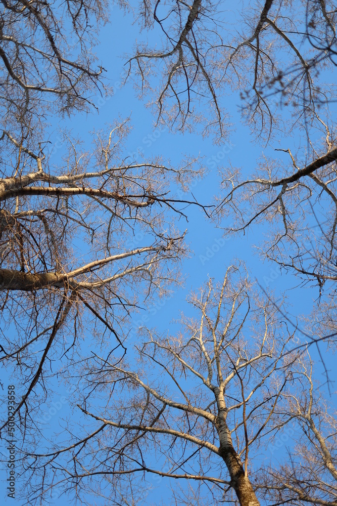 Black crowns of trees against a blue sky, photo bottom view of bare trees in a forest in early spring Black crowns of trees against a blue sky, photo bottom view of bare trees in a forest in early spring