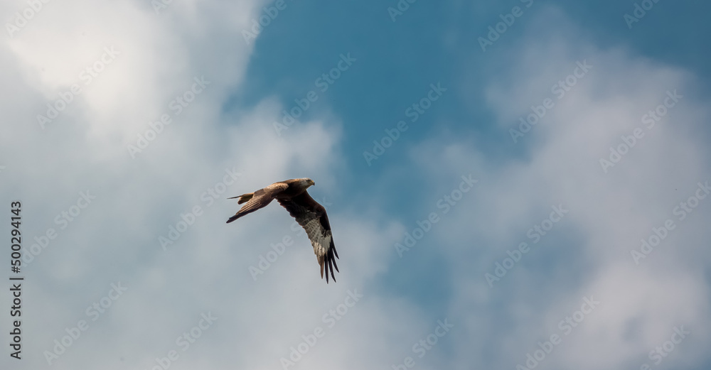 a pair of duelling wild red kites (Milvus milvus) in flight, blue sky white cloud 