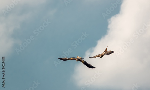 a pair of duelling wild red kites (Milvus milvus) in flight, blue sky white cloud 