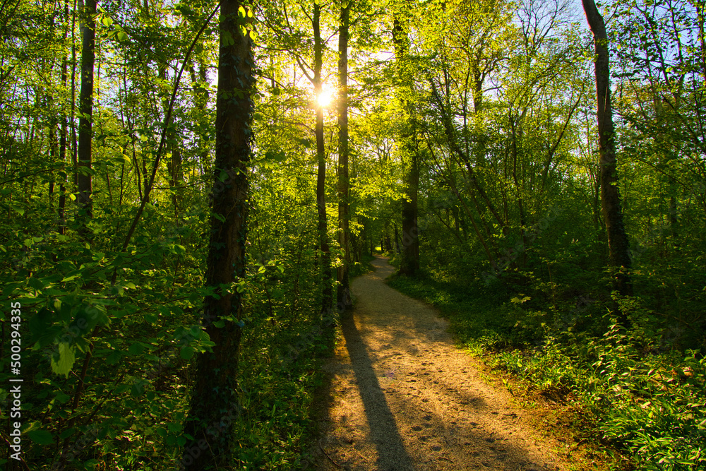 Frühling im Auwald im Elsass