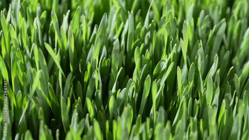 Background of green germinated wheat grains, close up, rotates. Healthy food concept. Young green wheat plants growing on the soil. Green leaves of young wheat Background of green germinated wheat grains, close up, rotates. Healthy food concept. Young green wheat plants growing on the soil. Green leaves of young wheat