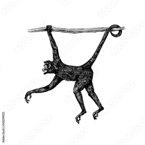 Spider monkey or Southern muriqui hanging on a tree. Hand drawn engraved sketch in woodcut style. Vector illustration in vintage style.