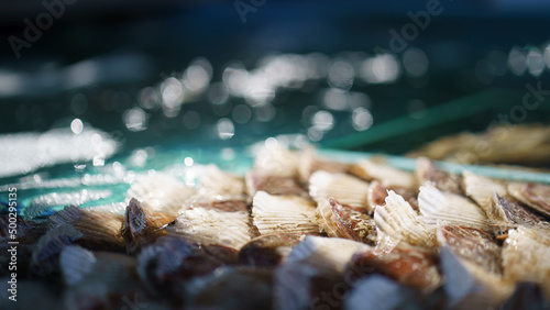 Clams in Hakodate Fish Market, Hokkaido, Japan